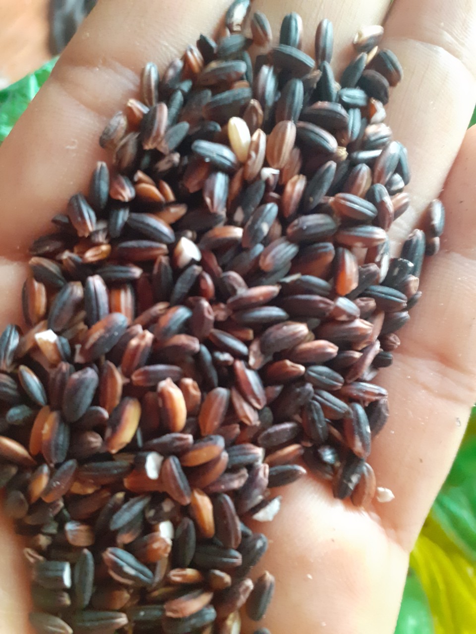 Gạo Cẩm Lào